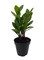 Rare ZZ Plant - Zamioculcas zamiifolia - 4" Pot - Best House Plant in the World